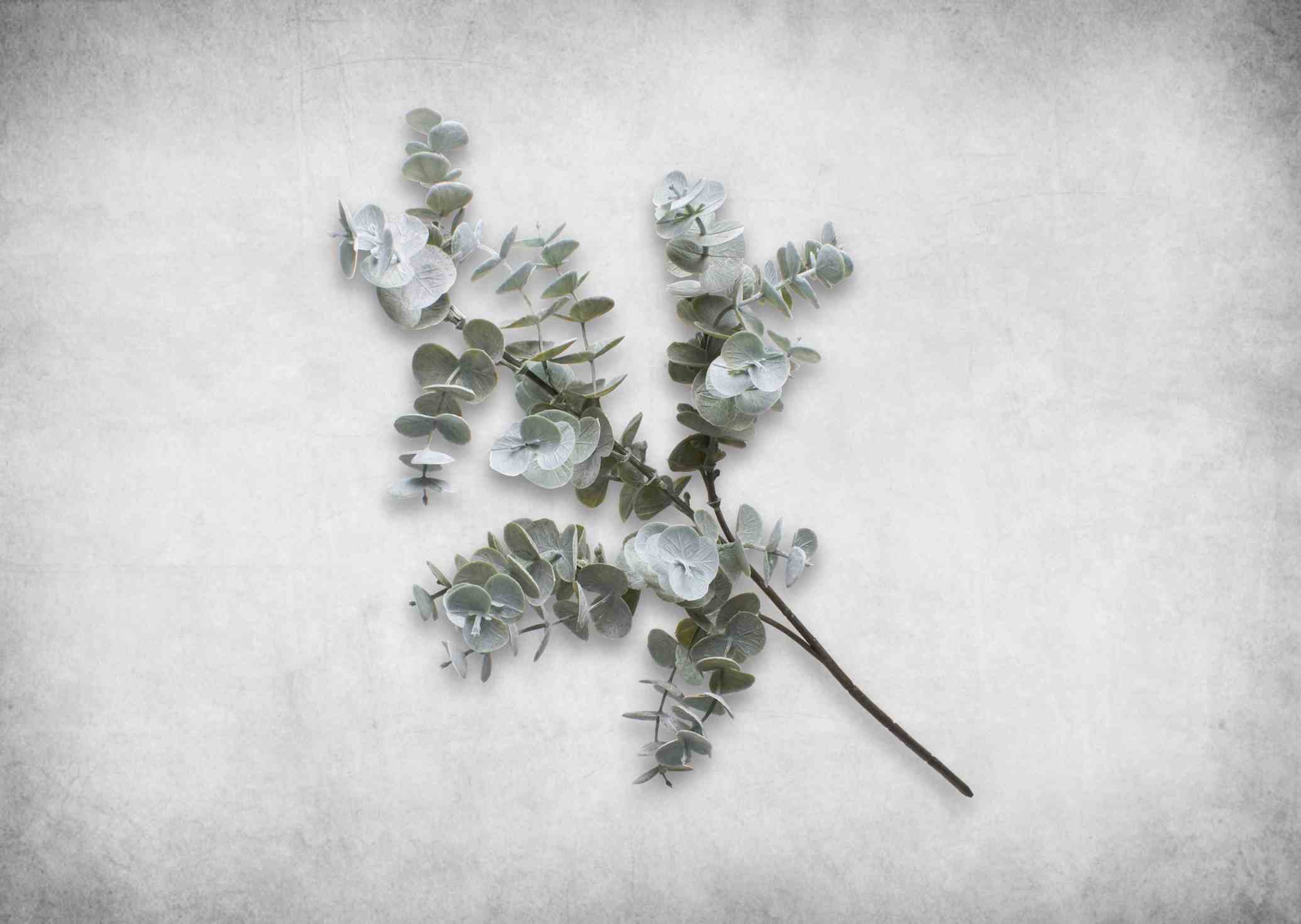 اکالیپتوس صمغ دار